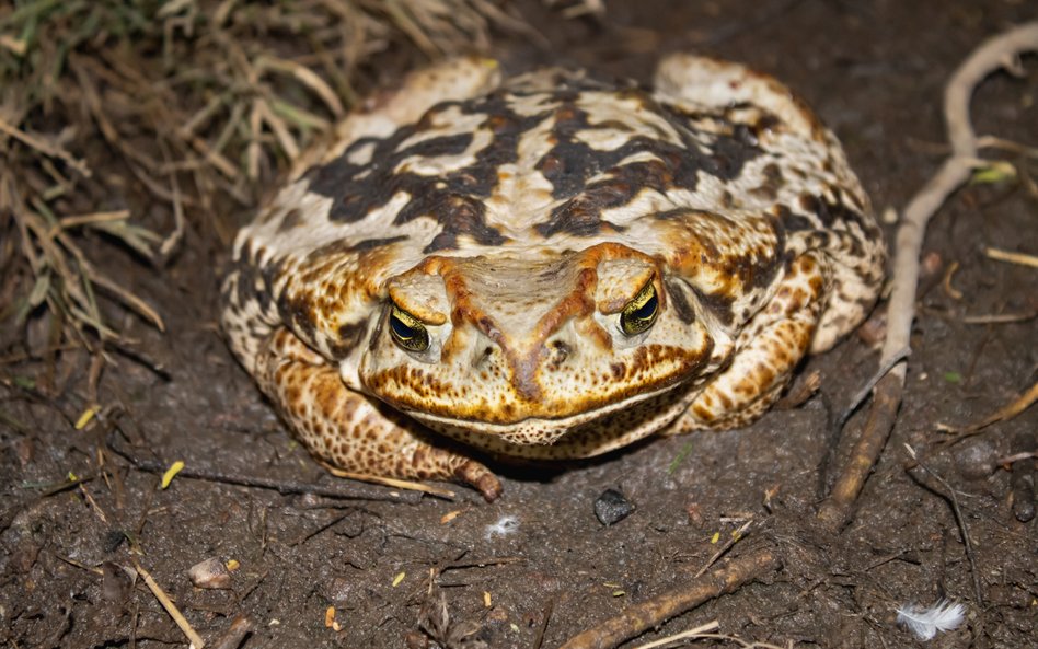 Australia: W lesie znaleziono gigantycznego płaza. „Ropuchodzilla" poddana eutanazji