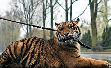 Tygrysica sumatrzańska Zoja przez ostatni rok była żywą maskotką warszawskiego ogrodu