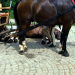 Marsz bez podków: Pójdą na bosaka w obronie koni