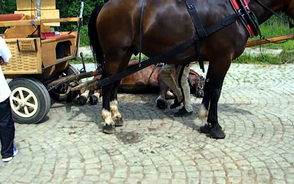 Marsz bez podków: Pójdą na bosaka w obronie koni