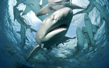 Ataki rekinów to efekt ocieplenia klimatu i rosnącej aktywności ludzi