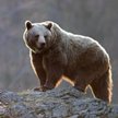 W naszym kraju żyje 80 – 100 niedźwiedzi, z czego połowa stale migruje między Polską a Słowacją. U n