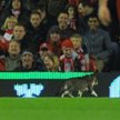 Kot na Anfield Road