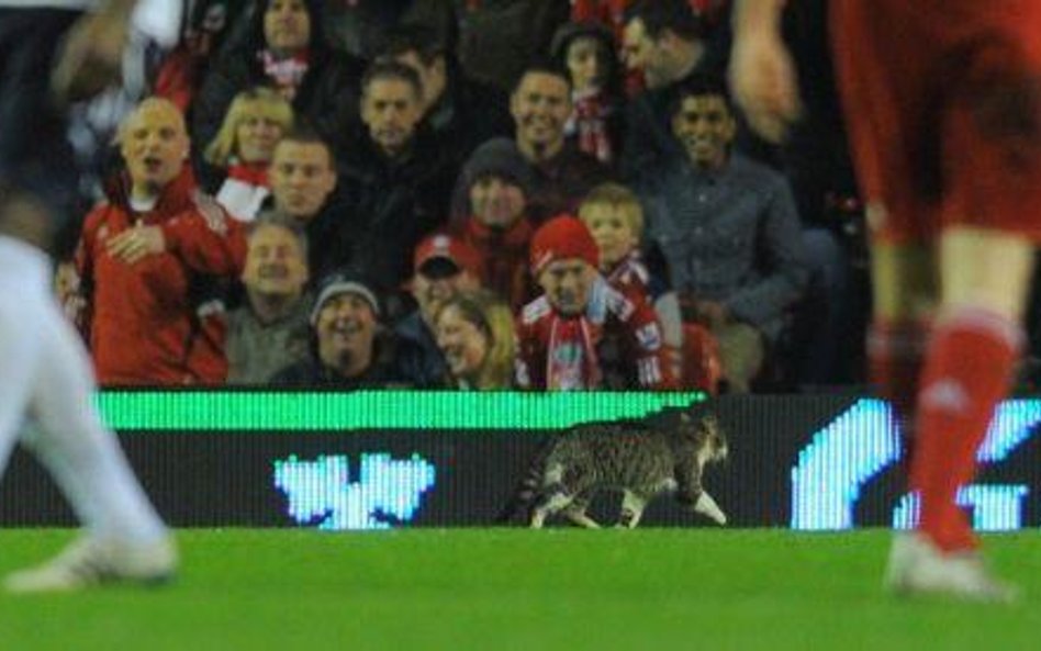 Kot na Anfield Road