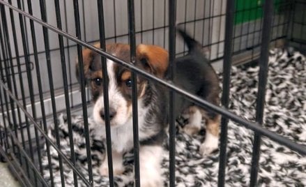 Zgodnie z ustawą o ochronie zwierząt znęcanie nad zwierzęciem jest zagrożone karą do 3 lat