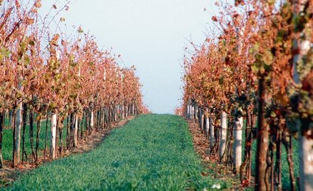 W sezonie 2015/2016 wino będzie mogło sprzedawać 103 polskie winnice
