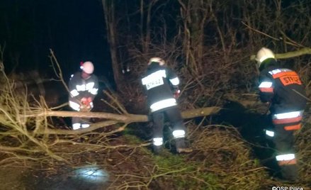 Najwięcej interwencji dotyczyło powalonych drzew