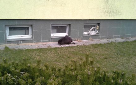 Bóbr pod mleczarnią w Mrągowie