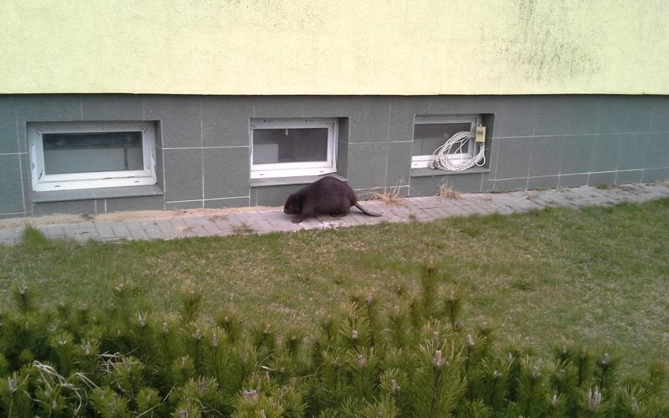 Bóbr pod mleczarnią w Mrągowie