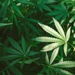 Marihuana lecznicza będą sprowadzane do Polski z zagranicy