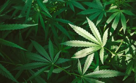 Marihuana lecznicza będą sprowadzane do Polski z zagranicy