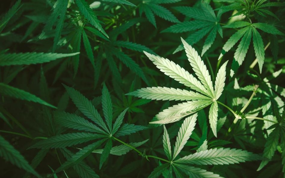 Marihuana lecznicza będą sprowadzane do Polski z zagranicy