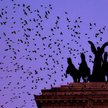 Rzym: Sokoły będą walczyć ze szpakami