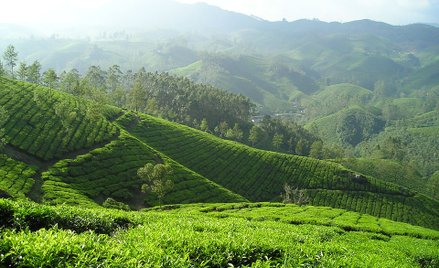Najsłynniejsza indyjska herbata ma kłopoty