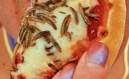 Owady mogą zastąpić mięso jako źródło białka