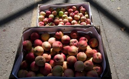 Niskie ceny owoców to węzeł gordyjski