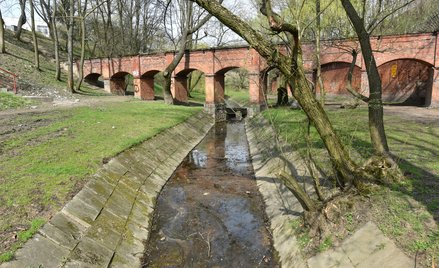 Drna w parku Fosa i Stoki Cytadeli