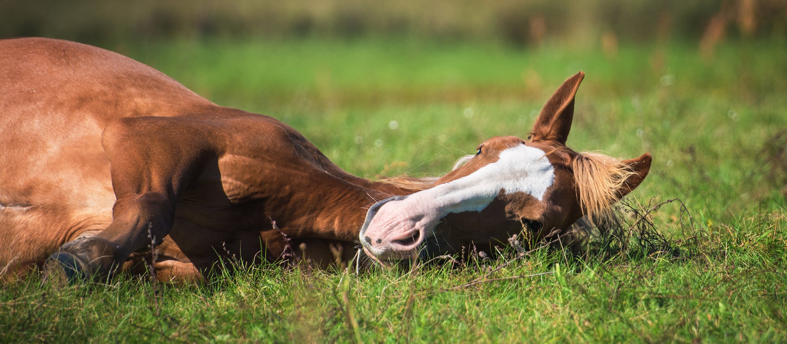 Kiedy konie lepiej się uczą? Badacze odkryli czynnik, który istotny jest też u ludzi