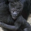 Goryle z zoo w Monachium