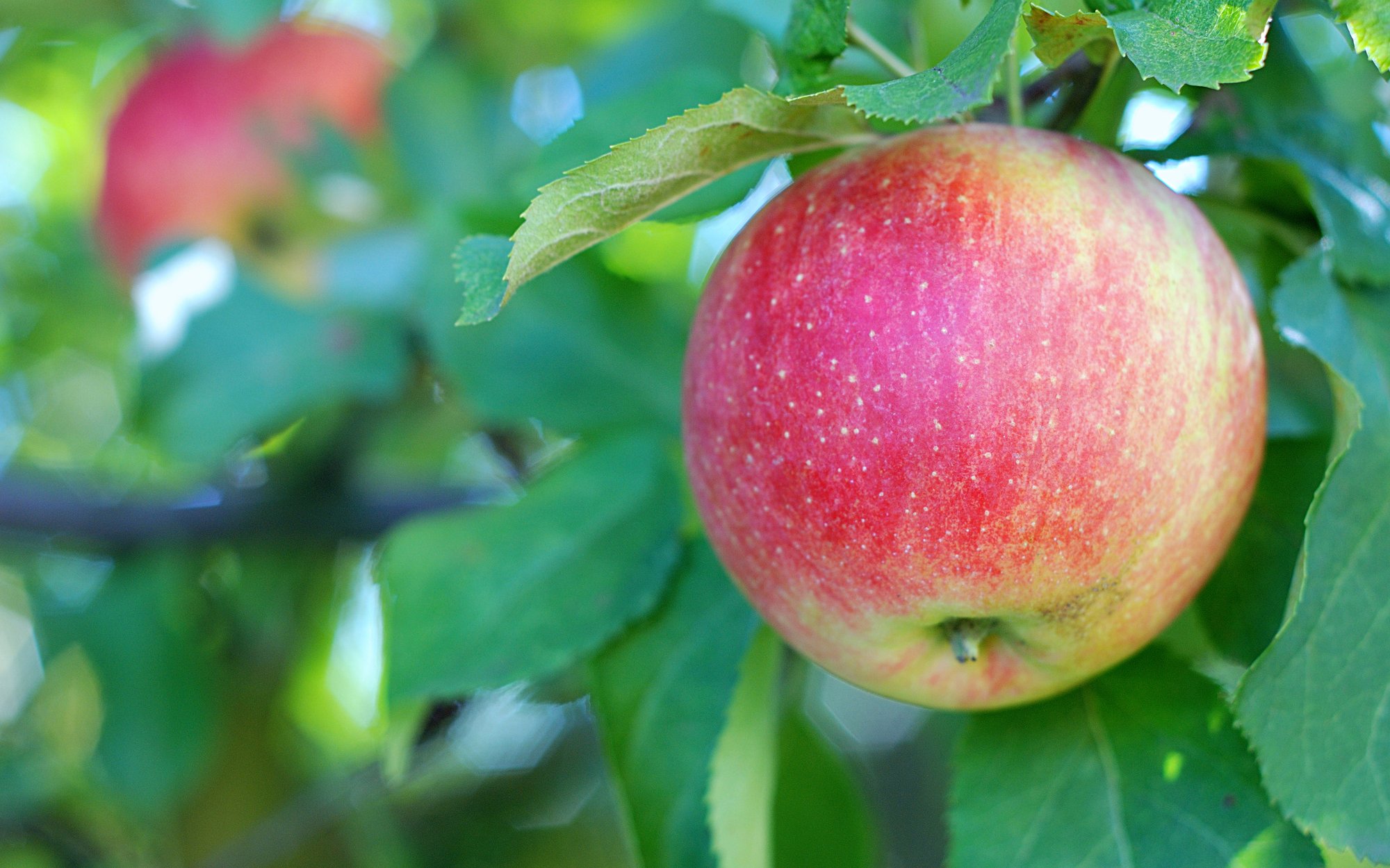Do kogo należą owoce, które spadły z drzewa na sąsiednią działkę? Nie wszyscy znają te przepisy