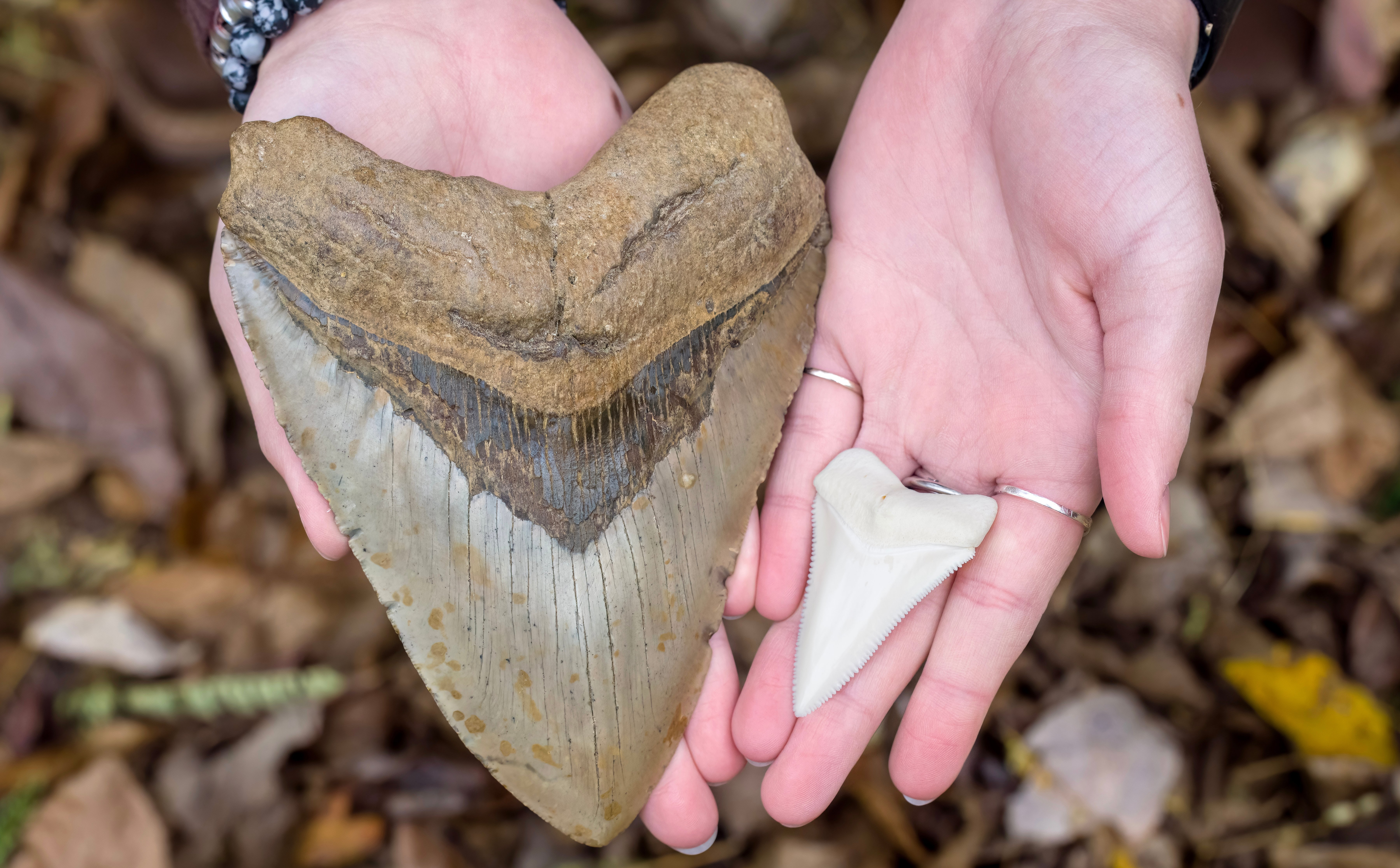 Dieta 100 tys. kalorii dziennie? Zaskakujące wyniki badań nad megalodonem