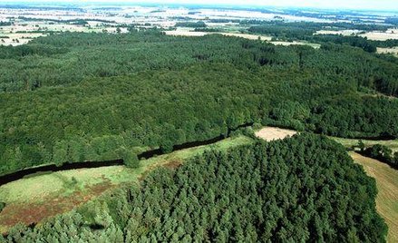 Miliard za znacjonalizowane lasy