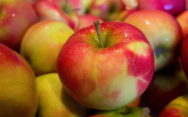 Prof. Makosz: rekordowe zbiory jabłek w 2016 r., niskie ceny