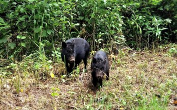 W Kampinoskim Parku Narodowym zaobserwowano świnki wietnamskie