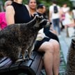 Działalność człowieka sprawia, że niektóre zwierzęta ewoluują w niezwykle szybkim tempie