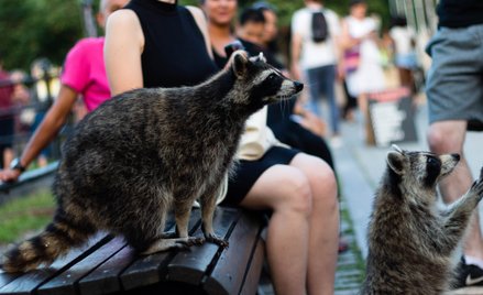 Działalność człowieka sprawia, że niektóre zwierzęta ewoluują w niezwykle szybkim tempie