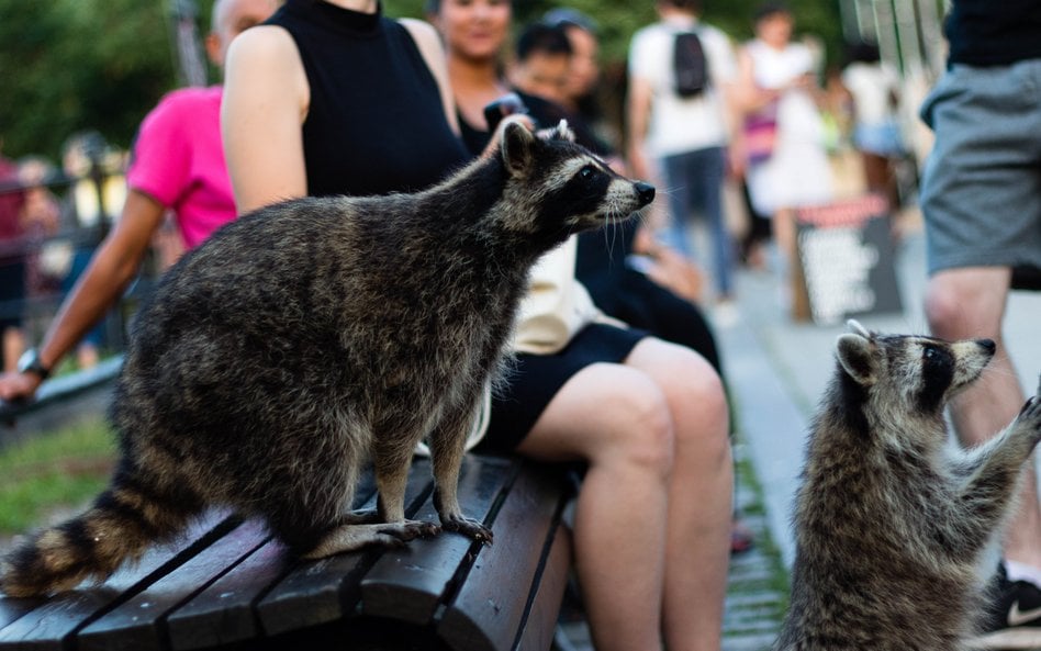 Działalność człowieka sprawia, że niektóre zwierzęta ewoluują w niezwykle szybkim tempie