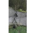 Szympans użył gałęzi jako drabiny i uciekł z wybiegu w zoo