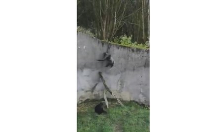 Szympans użył gałęzi jako drabiny i uciekł z wybiegu w zoo