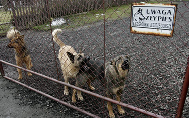 Gmina nie zmusi do zawieszenia tabliczki „Uwaga zły pies”