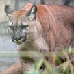 Puma Nubia w chorzowskim ogrodzie zoologicznym