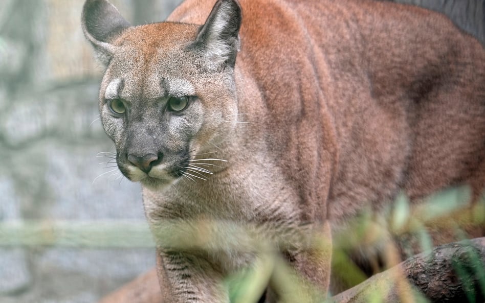 Puma Nubia w chorzowskim ogrodzie zoologicznym