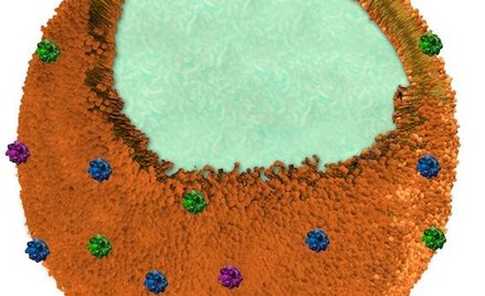 Komputerowy model nanogąbki pochłaniającej toksyny / Zhang Research Lab