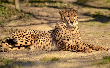 Naukowcy alarmują: gepardy na skraju wyginięcia