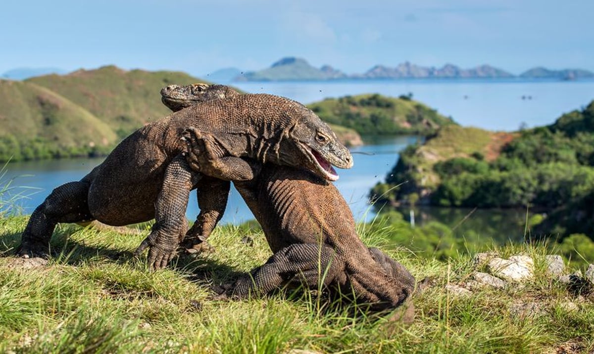 Waran z Komodo zniszczył kamerę. Chciał uprawiać z nią seks - rp.pl