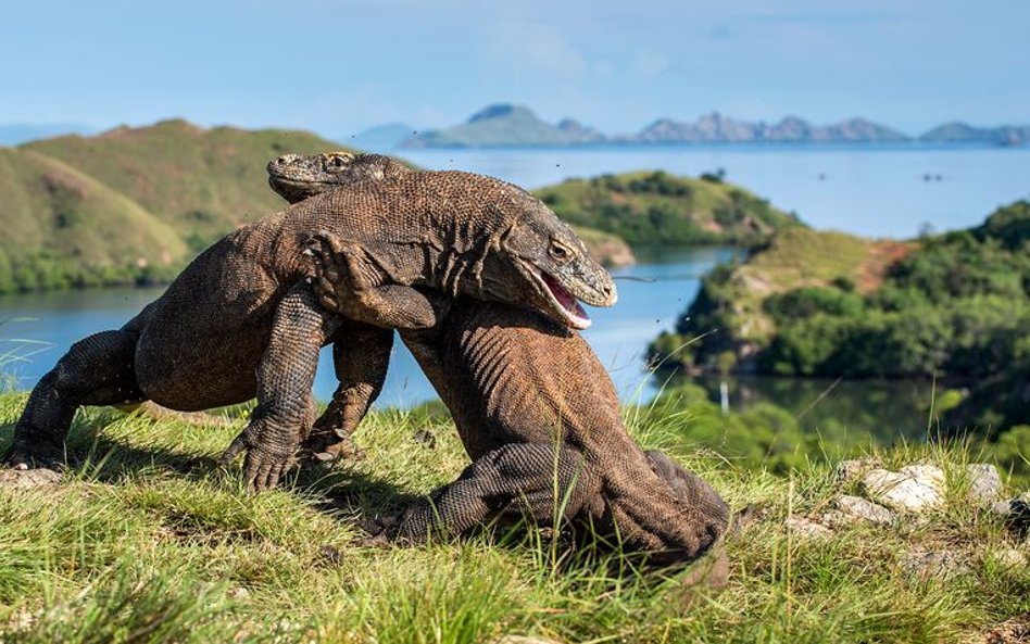 Warany z Komodo w walce o dominację