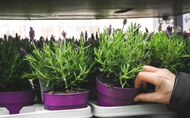 Kolejna odsłona akcji Ekopoukładani odbędzie się w Warszawie w trzy najbliższe soboty