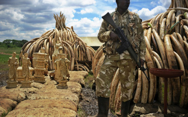 Kenia: Spalono 105 ton kości słoniowej