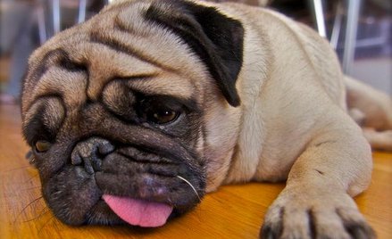 Opłata za psa: jak uiszczać