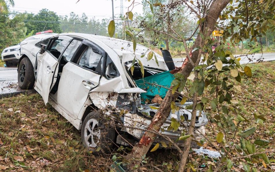 Odszkodowanie za wypadek z drzewem: Masz zdrowe drzewo przy drodze, śpisz spokojnie