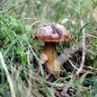 Co drugie zatrute grzybami dziecko, umiera