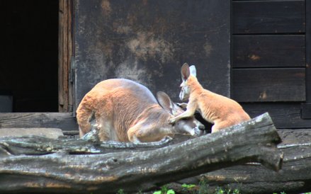 Maleństwo wciąz jest bardzo związane z kangurzycą