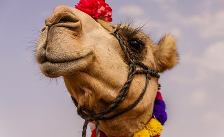 Arabia Saudyjska zabrania botoksu u wielbłądów. Liczy się naturalność