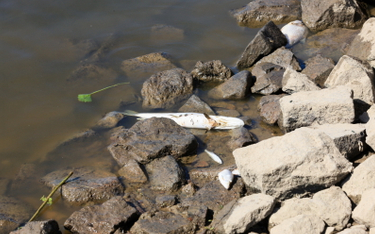 Śnięte ryby w kolejnej rzece. Zwołano sztab kryzysowy