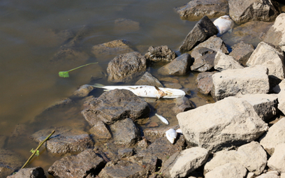 Śnięte ryby w kolejnej rzece. Zwołano sztab kryzysowy