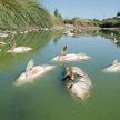 Koszt naprawy szkód w środowisku może być ogromny